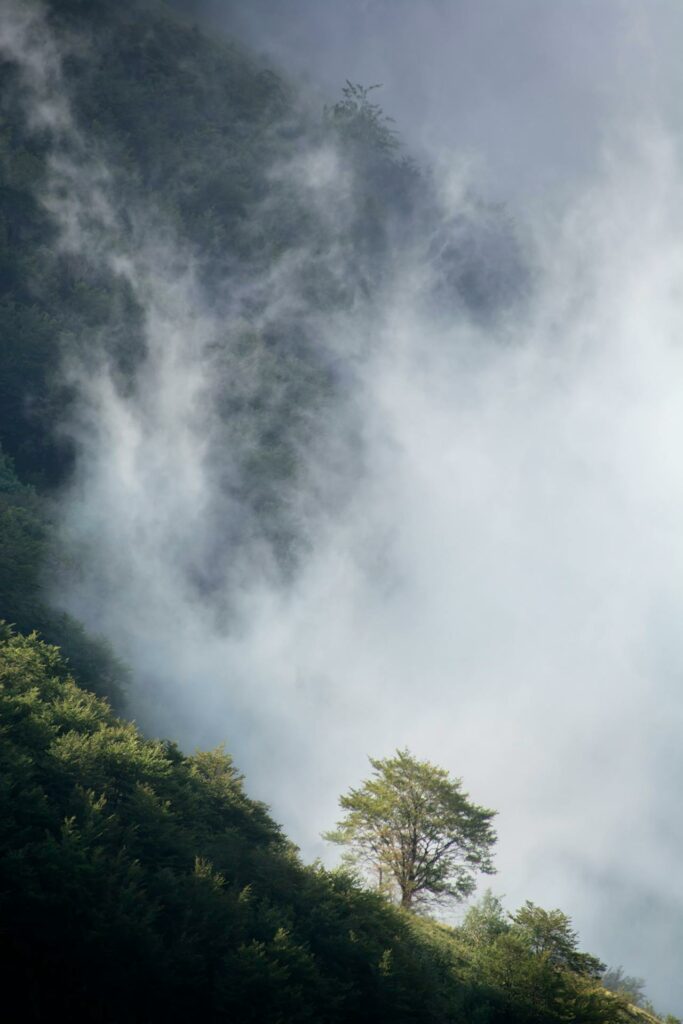 Nature sous le brouillard